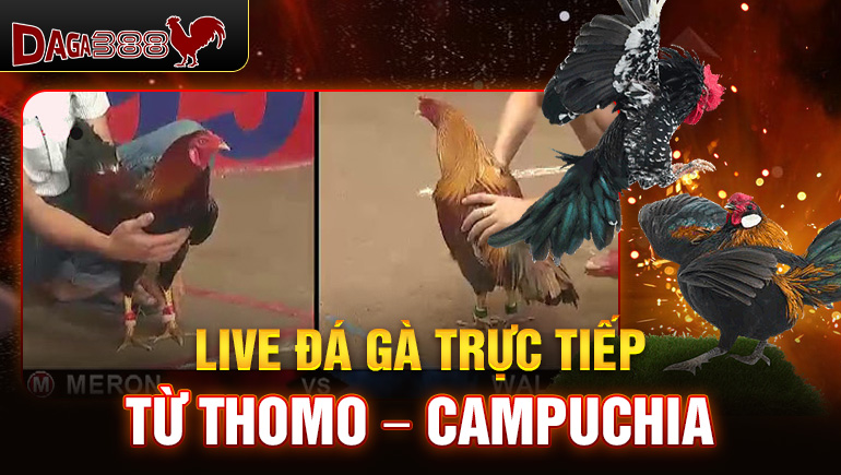 Live đá gà trực tiếp từ Thomo – Campuchia